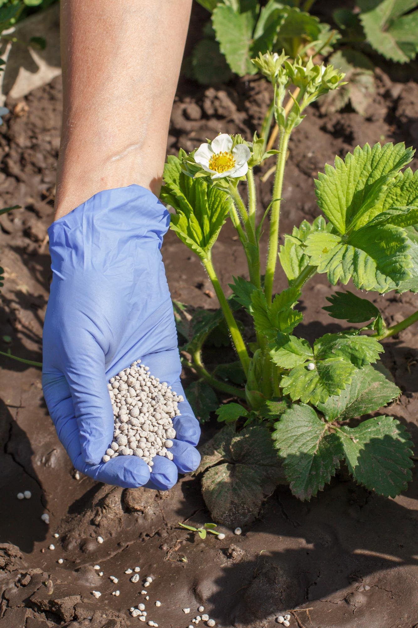 Bio Fertilizers